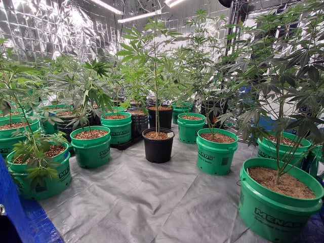 Lets start from the beginning — seedling_rooting, day 103