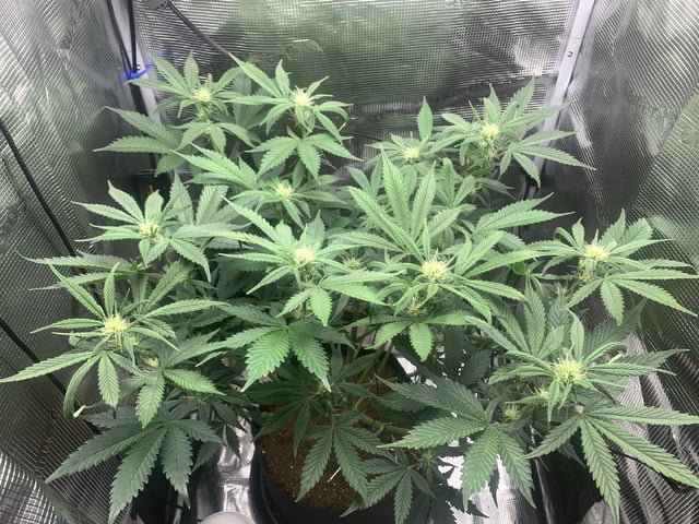 Blackberry Moonrocks (First Grow) — flower, day 23