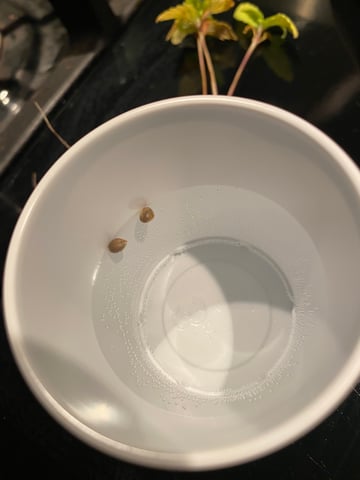 FastBudz Mix Pack  — germination, day 1