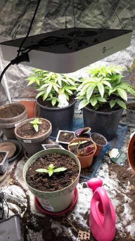 Wedding Cake Automatic — grow_setup, day 2