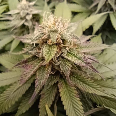 TentPlantLightFan