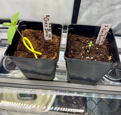 Gas Man #1 — seedling_rooting, day 10