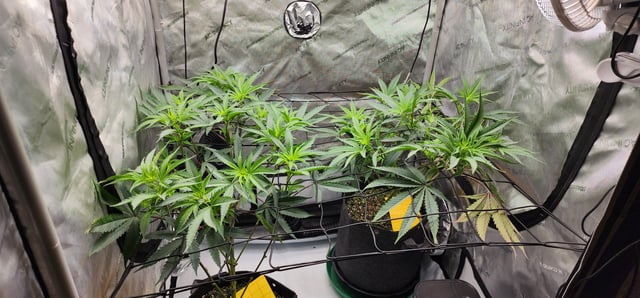 First clones (Dr nefario)  — flower, day 34