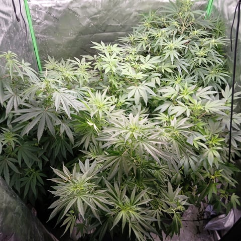 run #3 — flower, day 45