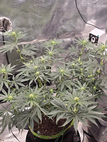  1 Blue Zushi x Venom & 1 Jack Here x Strawberry Cookies OG — flower, day 59