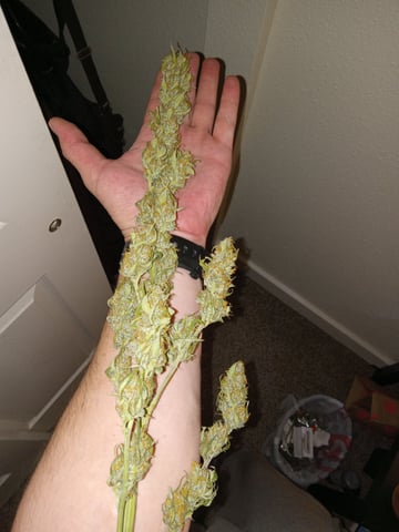   and one L.a kush cake . — flower, day 123