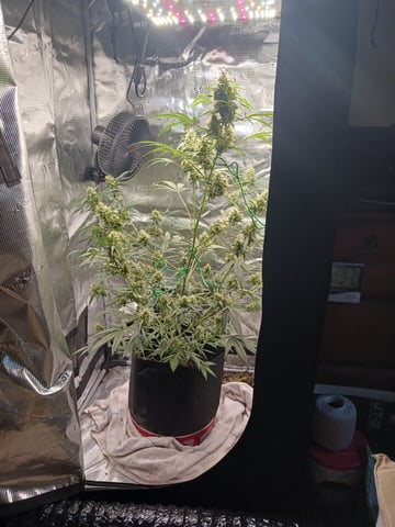 black gorilla feminized — flower, day 13
