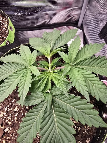  1 Blue Zushi x Venom & 1 Jack Here x Strawberry Cookies OG — vegetative, day 19