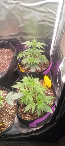 frst grow tent grow — flower, day 92