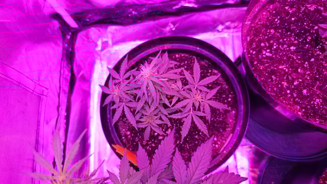 first grow adventure  — vegetative, day 36