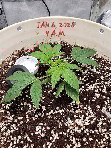 Dos Si Dos. Indica — vegetative, day 12