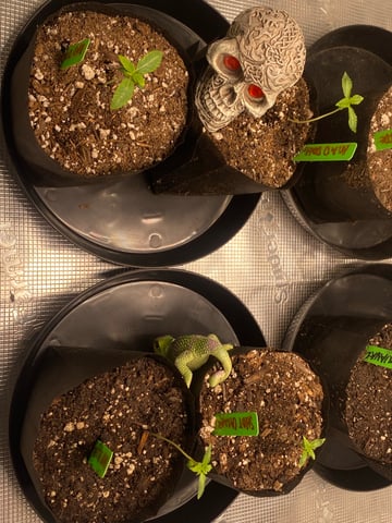 Solfire Gardens Grow — vegetative, day 19