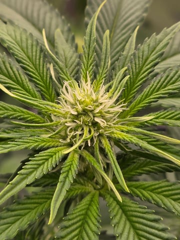 Northern lights #10 (Alaska) — flower, day 51