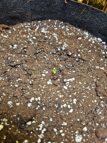 frozen biscotti — grow_setup, day 1