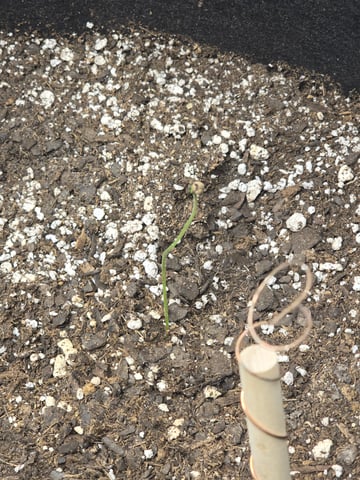 Pull my finger and Mowie Wowie — grow_setup, day 20