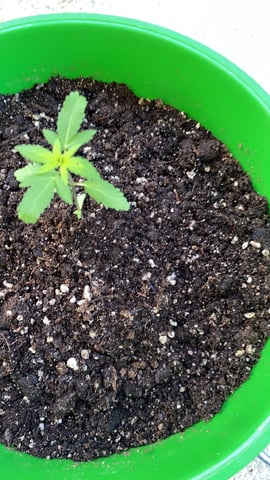 HG local  — grow_setup, day 1