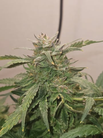 Mango Runtz — flower, day 81