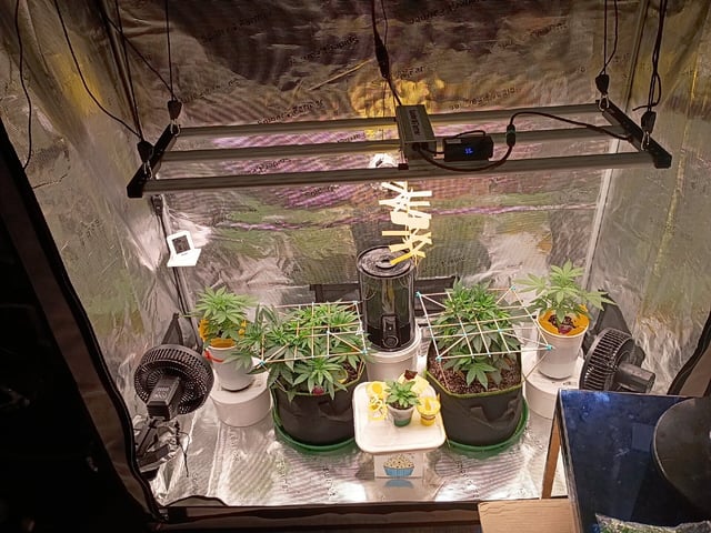 TentPlantLightFan — vegetative, day 46