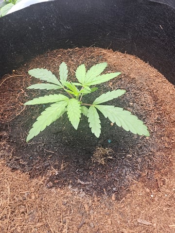 Swiss 1 — vegetative, day 6