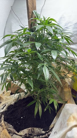 Maria — vegetative, day 29