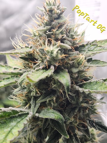 Another round of Mephisto Genetics from Schoolyard Crush and Do-si-delirium drops. — flower, day 57