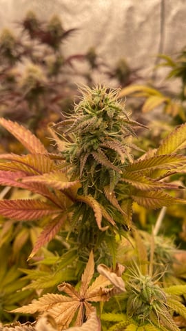 ❄️💚❄️WinterGrow❄️💚❄️ — flower, day 104