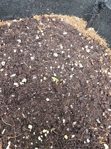 new start — vegetative, day 41