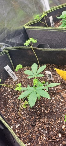 First Grow with the new setup  — vegetative, day 18