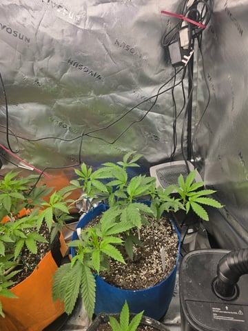 MOTHER ROOM — vegetative, day 33