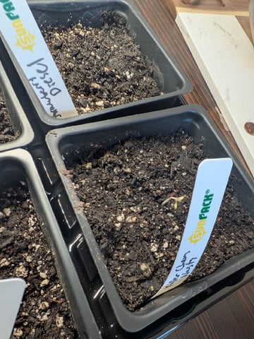 Grow Tent Starts — germination, day 8
