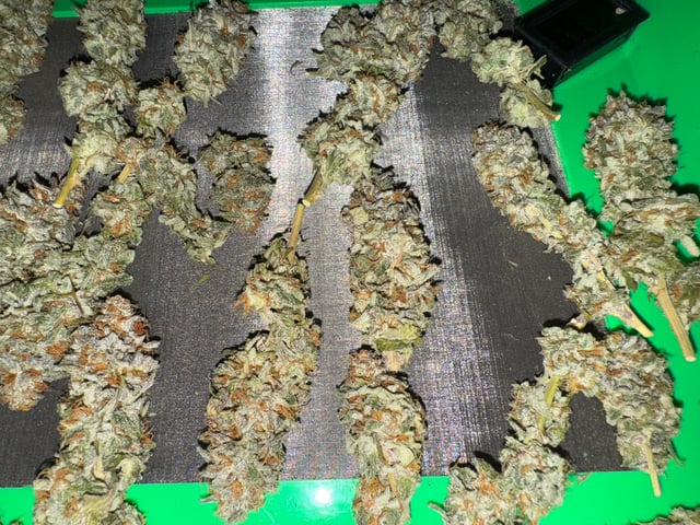 Master Kush RBX — harvest, day 193