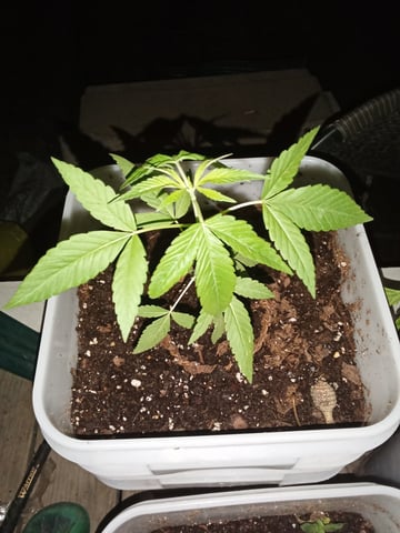 first grow — vegetative, day 14