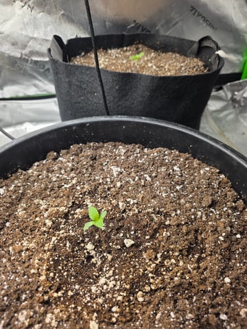 Hazy Daze — seedling_rooting, day 6