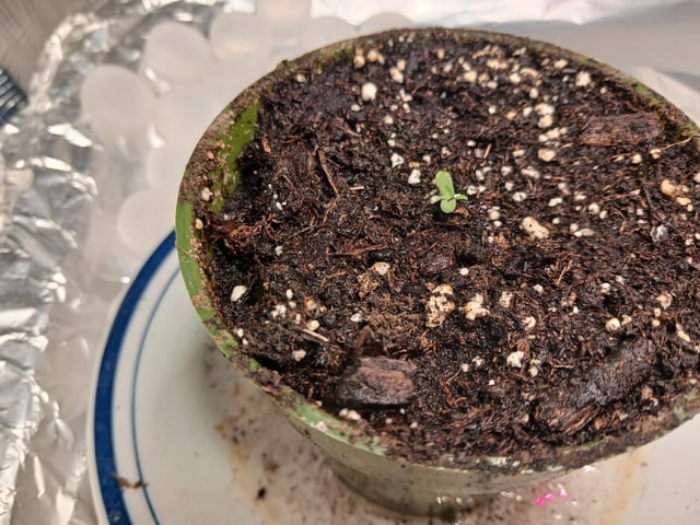 Gorilla Sherbert Feminized From Blimburn Seeds  — seedling_rooting, day 13