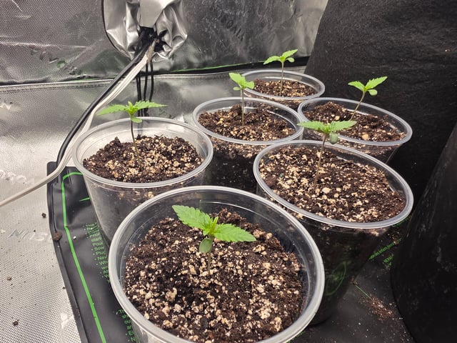 Hazy Daze — seedling_rooting, day 1