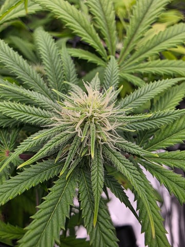 First Grow — flower, day 92