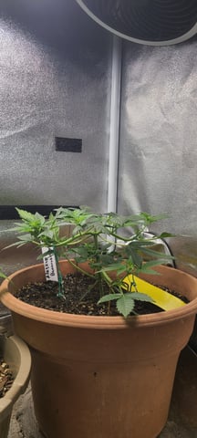 Alaskan bananaberry auto — vegetative, day 22