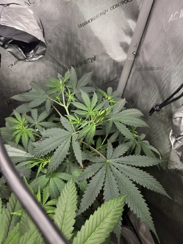 Indoor — vegetative, day 51