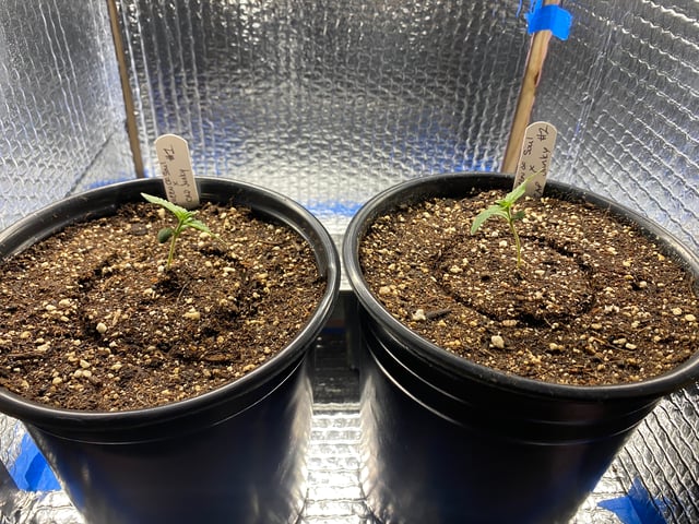 queen of soul X cap junky  — seedling_rooting, day 10