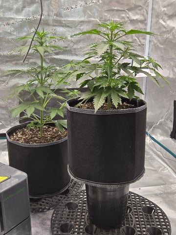 Mimosa Sunrise XXL 3x3 tent — flower, day 22