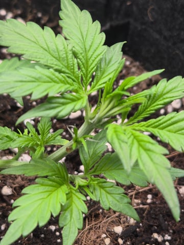 I'll get it right — vegetative, day 37