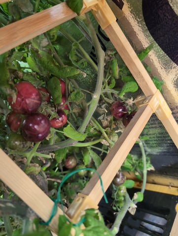 See what grows — vegetative, day 57