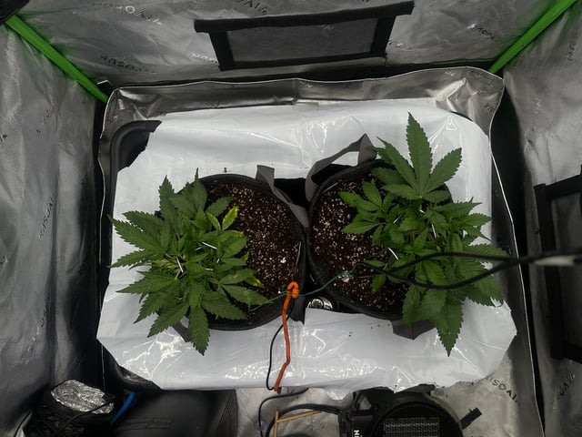 Ztrawberriez (Auto) 2026 - 1 — vegetative, day 29