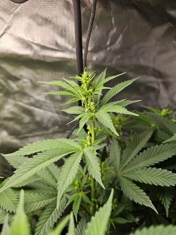 Jenny Kush photoperiod — flower, day 98