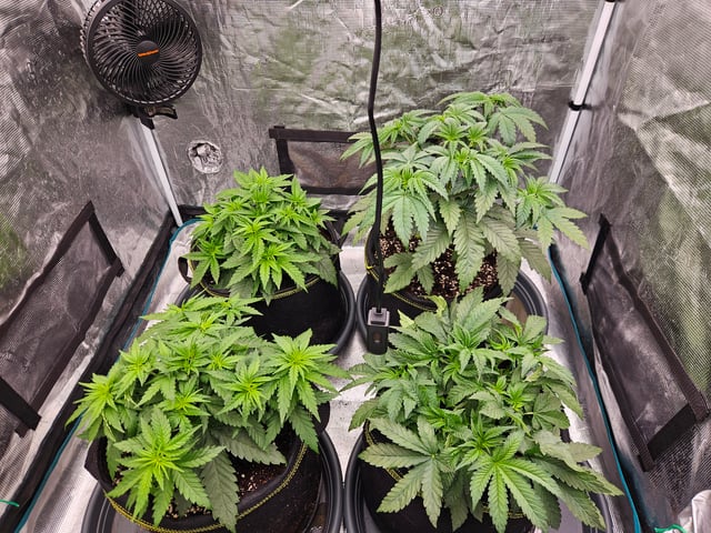 Double Trouble  — vegetative, day 30