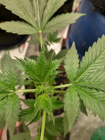 Growing  A New One
