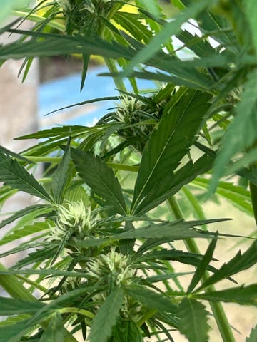 First ever grow — flower, day 69