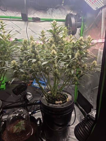 Northern Lights / Banana Kush — flower, day 72