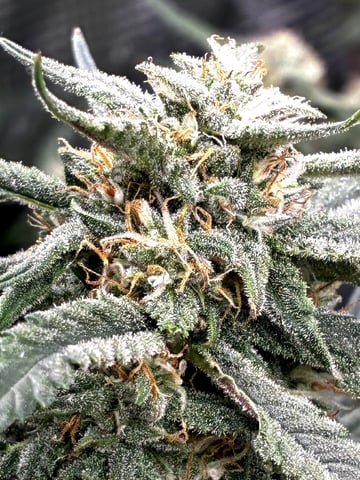 Blueberry critical kush x purple peyote wifi  and one L.a kush cake . — flower, day 61