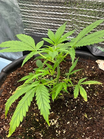 Lavender and Anesthesia Auto — vegetative, day 43